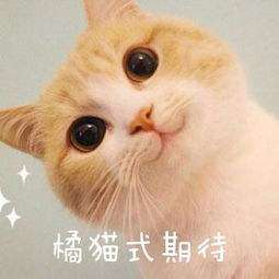 2020年，這4款手機值得期待，可以開始存錢了！